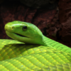 Cartel del Festival de la Serpiente organizado por la Universidad Politécnica del Estado de Morelos con actividades de divulgación científica y conservación.