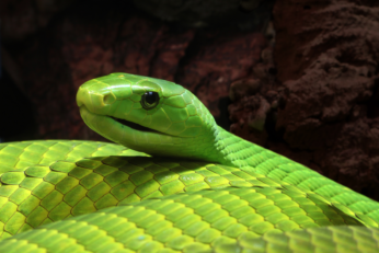 Upemor reunirá ciencia, educación y conservación en el Festival de la Serpiente 2026 21 Cartel del Festival de la Serpiente organizado por la Universidad Politécnica del Estado de Morelos con actividades de divulgación científica y conservación.