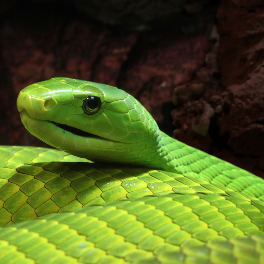 Cartel del Festival de la Serpiente organizado por la Universidad Politécnica del Estado de Morelos con actividades de divulgación científica y conservación.