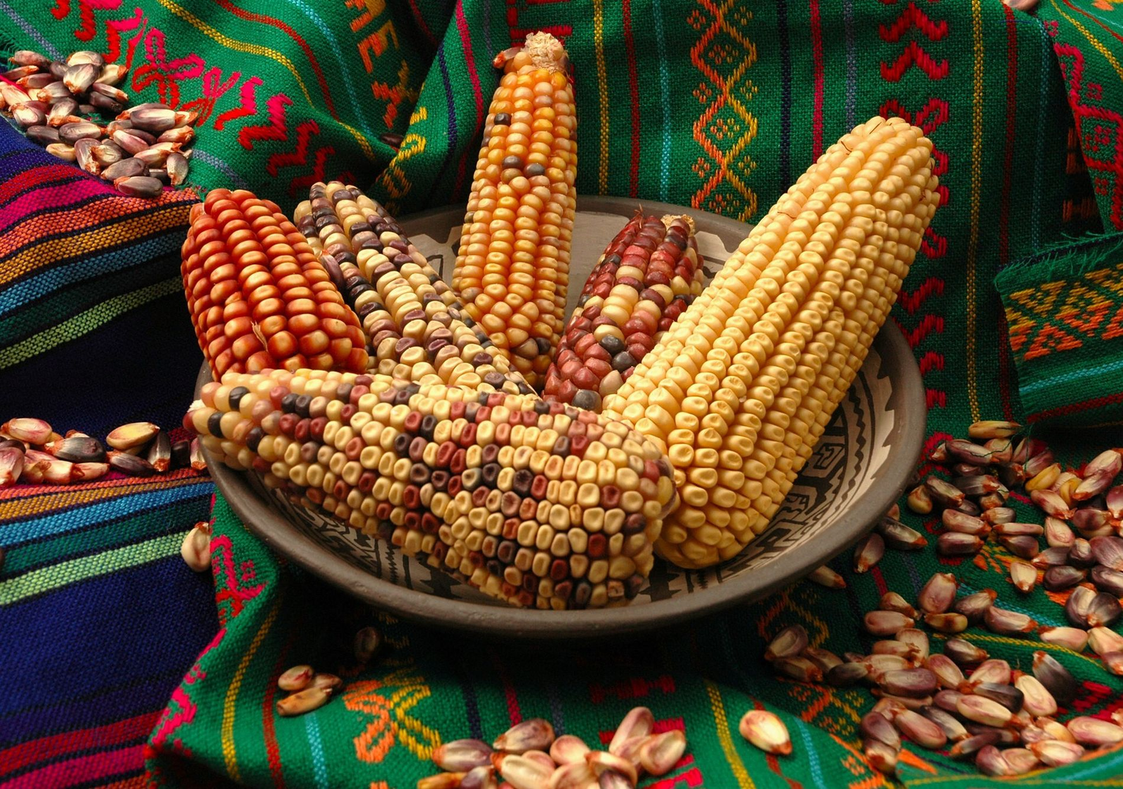 Santo Domingo Ocotitlán celebrará la Quinta Fiesta del Maíz con gastronomía, cultura y tradiciones agrícolas 20 Fiesta del Maíz 2026 en Ocotitlán: fecha y actividades